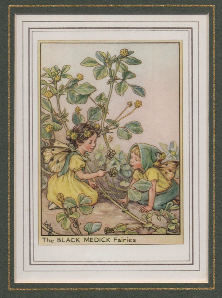 Item #58248 The Black Medick Fairy [Flower Fairies mounted colour plate]. Cicely Mary BARKER.